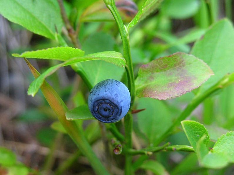 Vaccinium myrtillus / Mirtillo nero